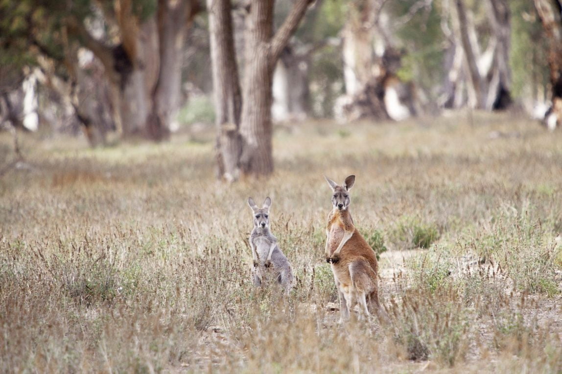 Red kangaroos at Wilpena Homestead in the Flinders Ranges.