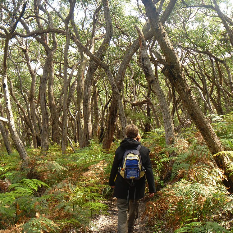 Great-Ocean-Walk-Self-Guided hiker walking through forest near Blanket Bay