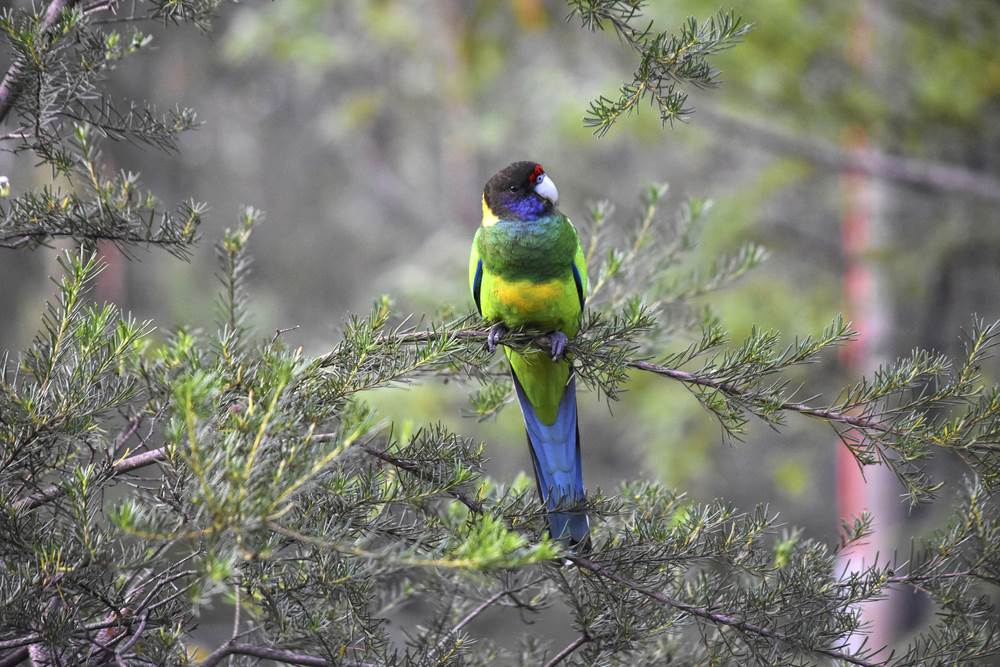 Parrot on the Bibbulmun Track