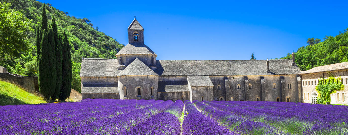 Provence Lavender field on Auswalk self-guided Provence walking tour