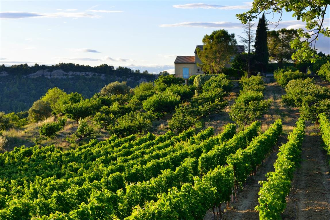 provence wine region