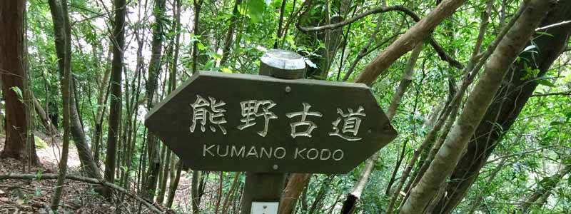 Forest bathing on the Kumano Kodo