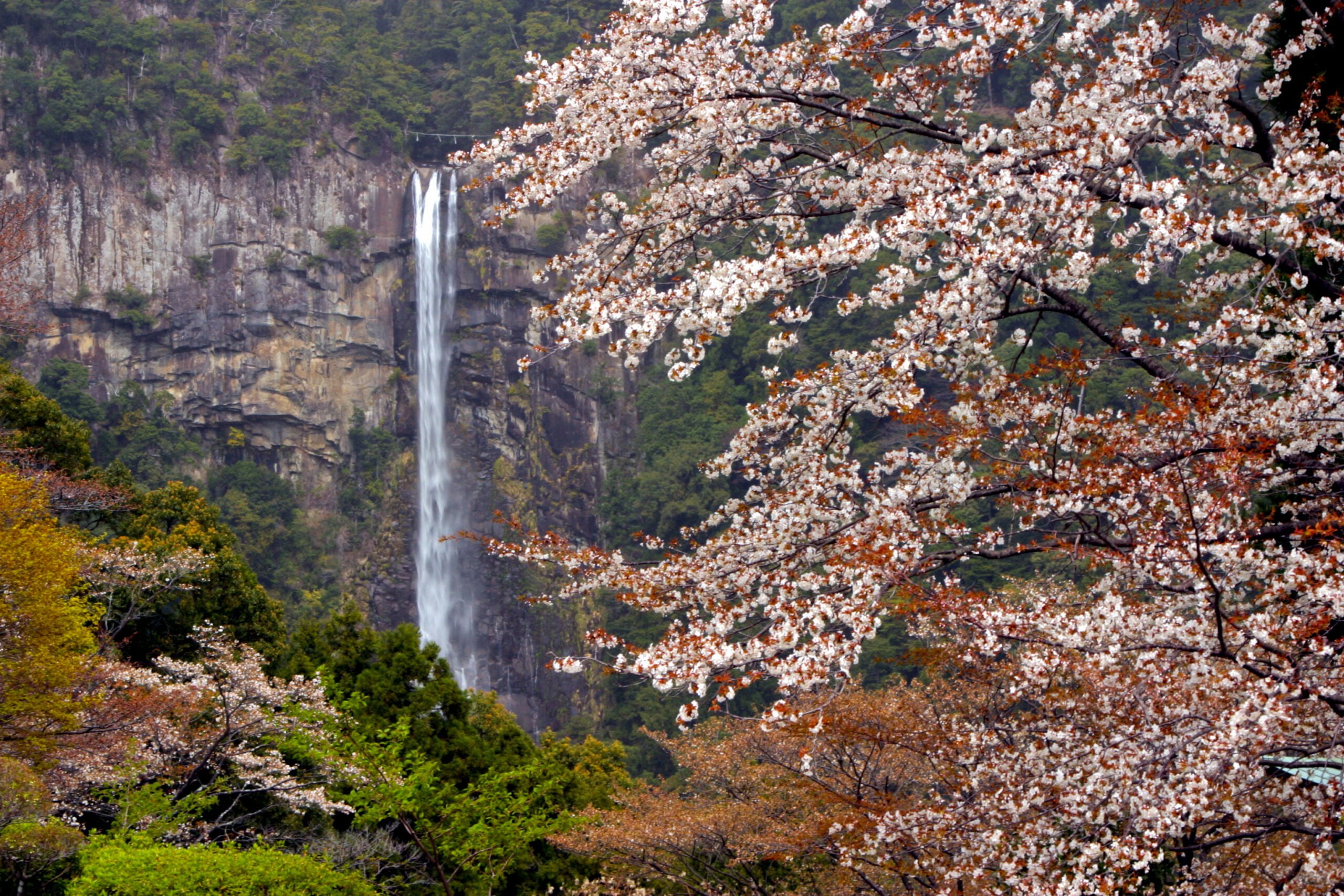 Nachi falls and cherry blossoms