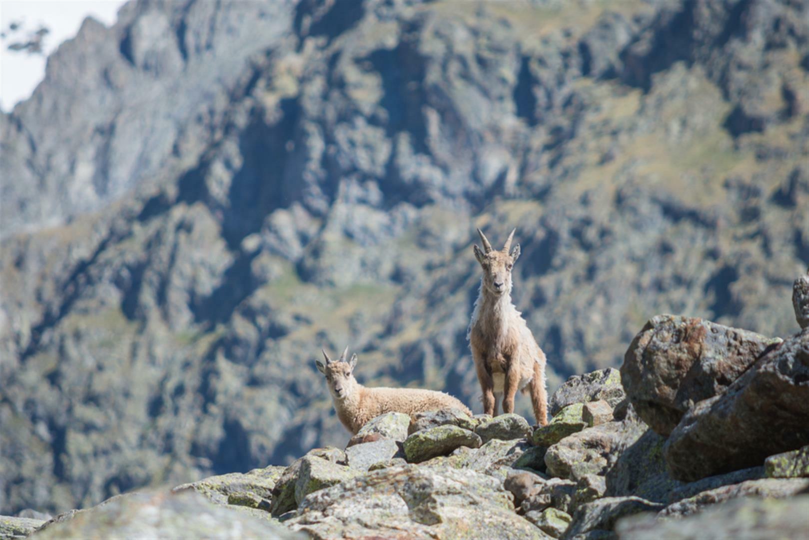 Ibex mountain goats on the Tour du Mont Blanc