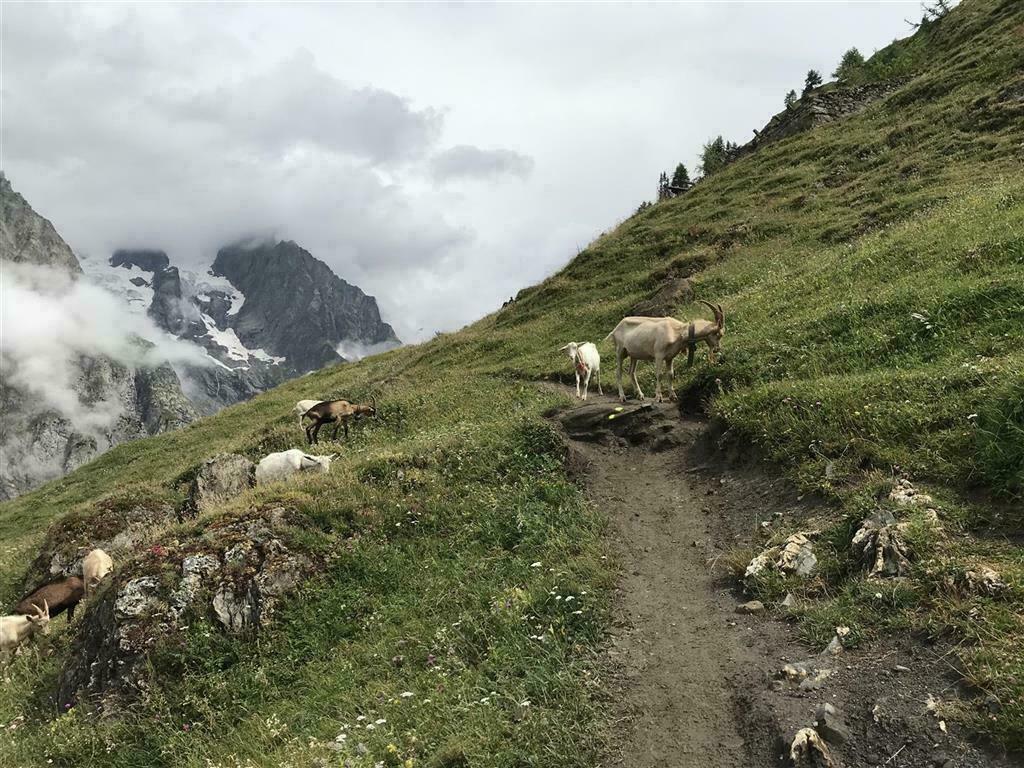 Mountain goats on the Tour du Mont Blanc