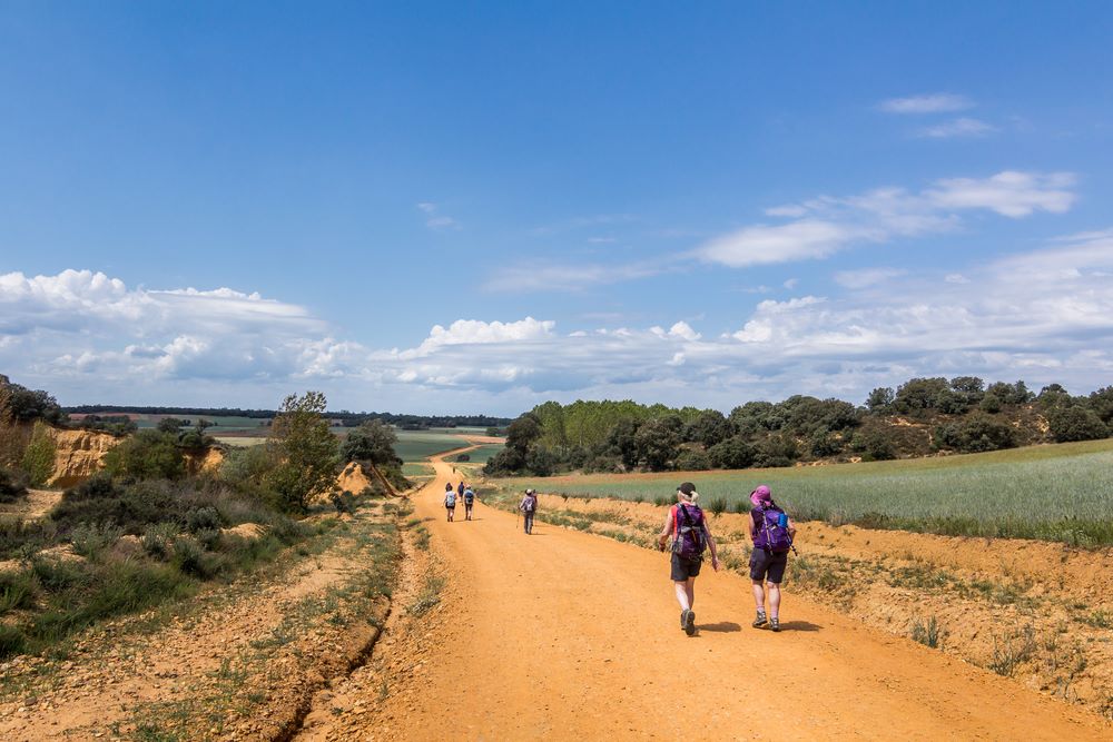 Walkers Camino field am