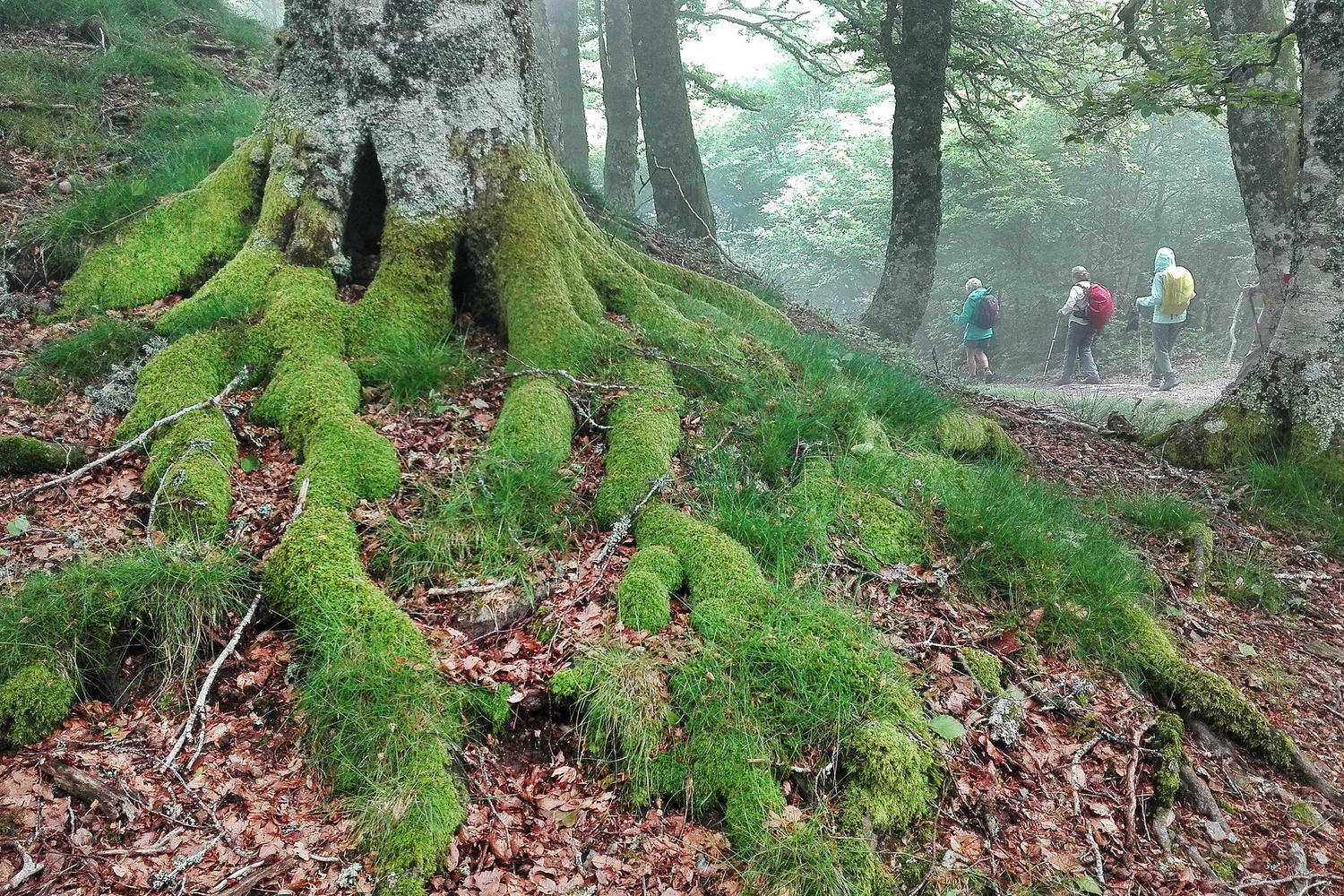 spain-navarre-camino-roncesvalles-beech-forest-hikers