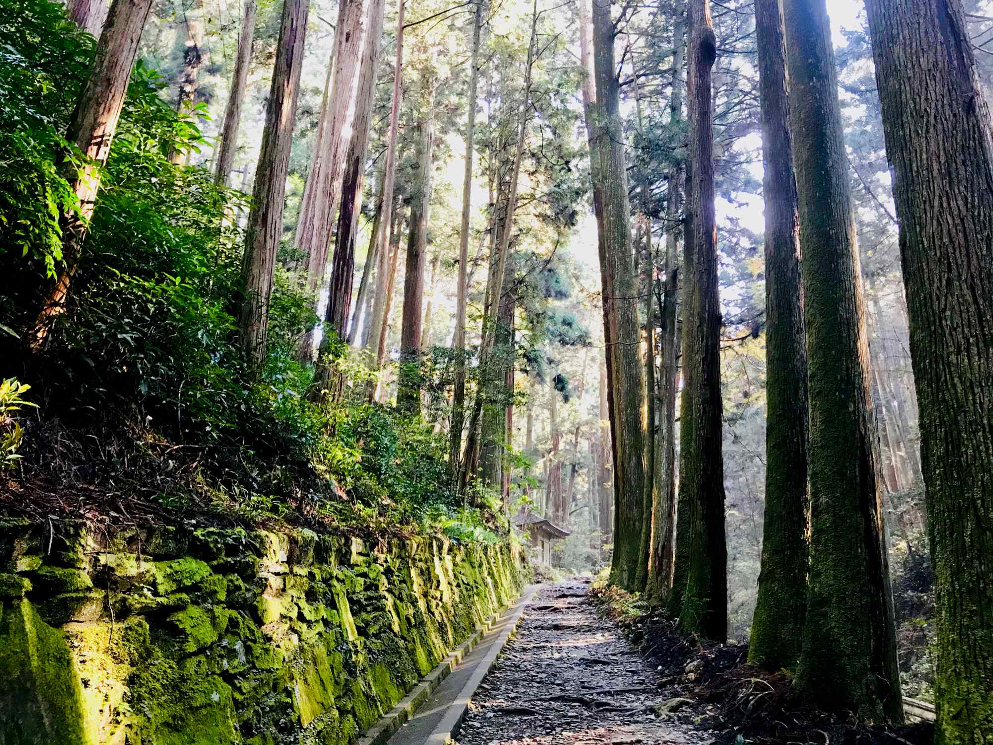 Forest-Shikoku-day-7