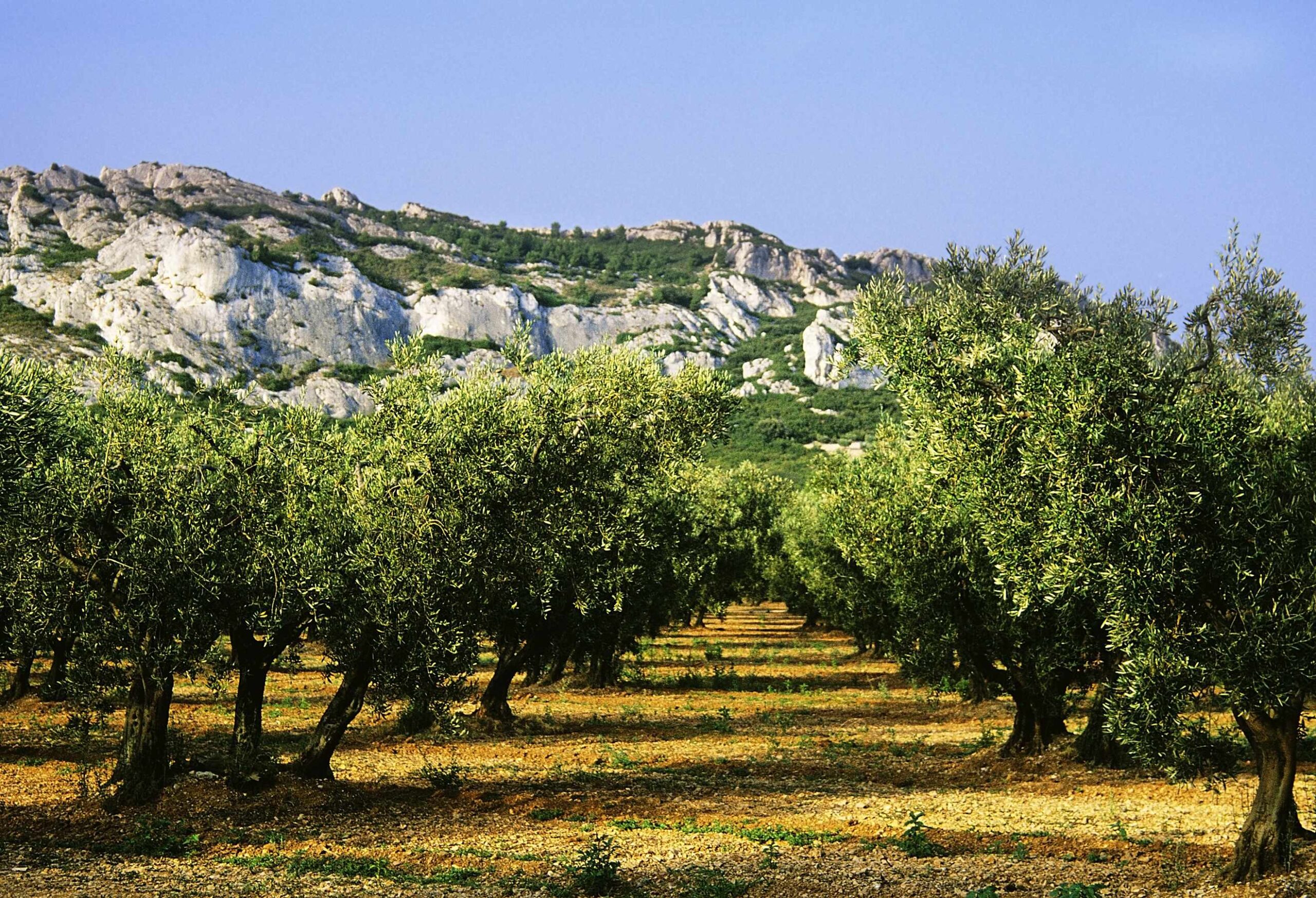 Alpilles-provence-small-scaled