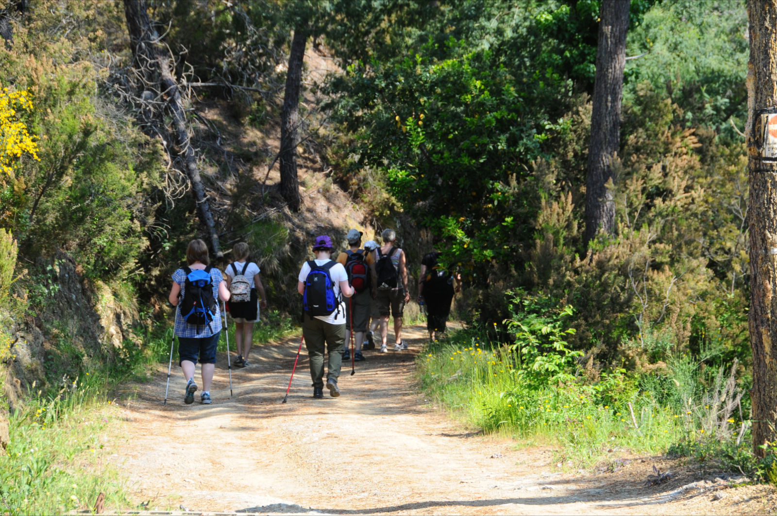 Walking-in-the-Forest